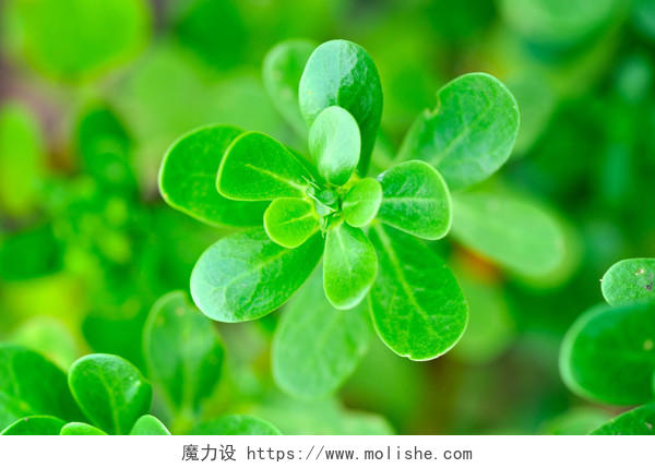 绿色清新自然新鲜植物嫩绿茶叶嫩芽